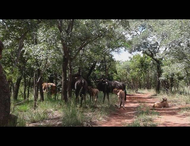 HA FARM FOR SALE IN RUSTENBURG RURAL